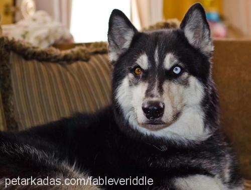 fable Erkek Sibirya Kurdu (Husky)