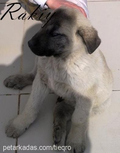 rakiy Erkek Kangal