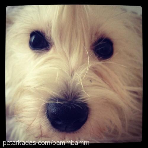 lolilolipop Dişi West Highland White Terrier