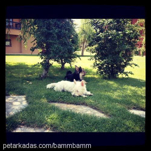 lolilolipop Dişi West Highland White Terrier