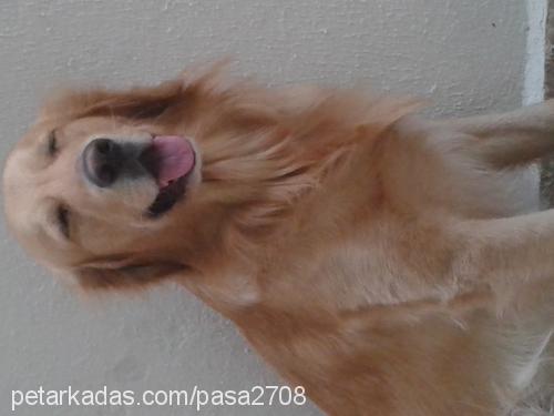 paşa Erkek Golden Retriever