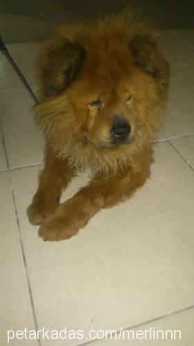 merlin Dişi Chow Chow