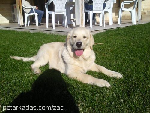 zac Erkek Golden Retriever