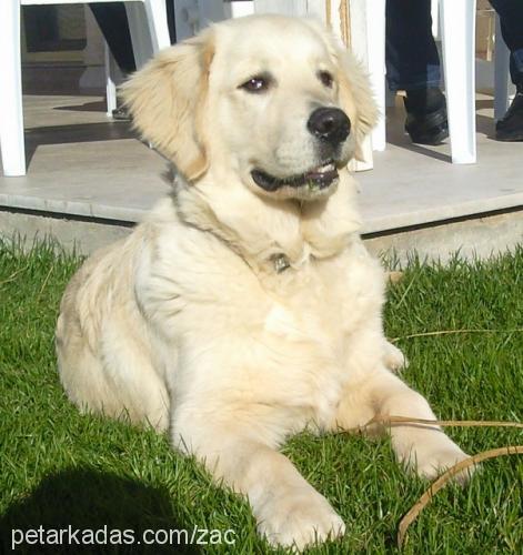 zac Erkek Golden Retriever