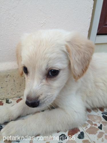 merlin Erkek Labrador Retriever