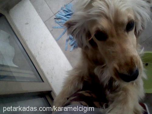 karamel Dişi İrlandalı Setter