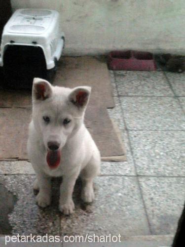 sharlot Dişi Sibirya Kurdu (Husky)