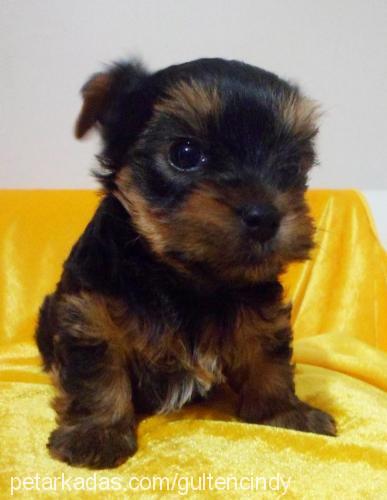 andy Erkek Yorkshire Terrier