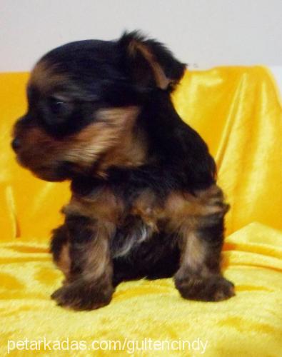 andy Erkek Yorkshire Terrier