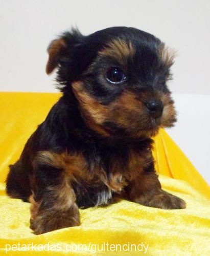 andy Erkek Yorkshire Terrier