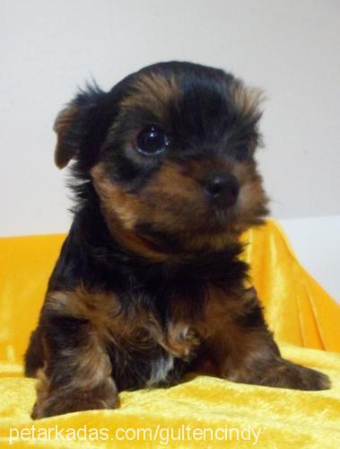 andy Erkek Yorkshire Terrier