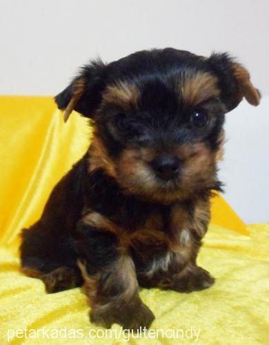 andy Erkek Yorkshire Terrier