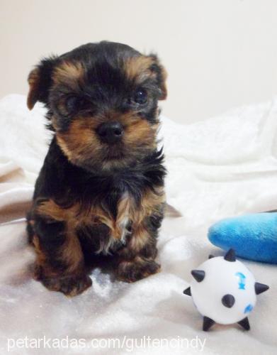 andy Erkek Yorkshire Terrier