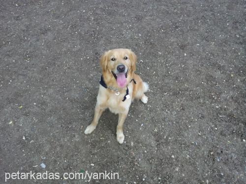 guffy Erkek Golden Retriever