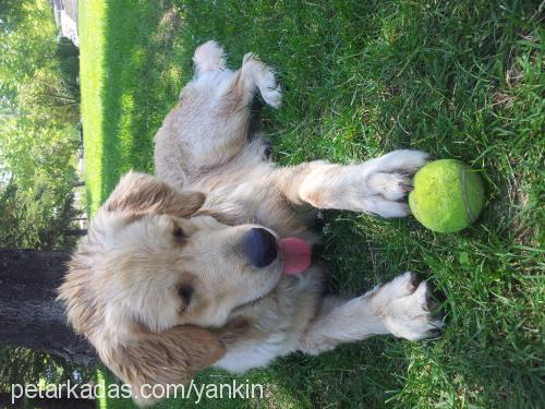 dexter Erkek Golden Retriever