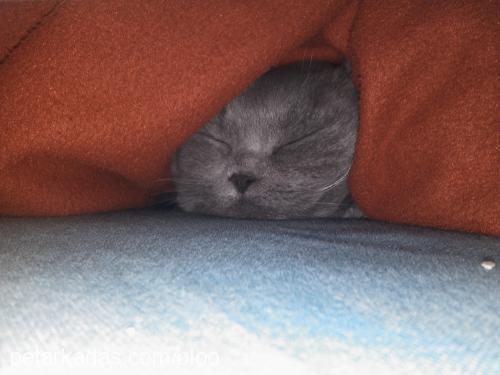 bloo Dişi Scottish Fold