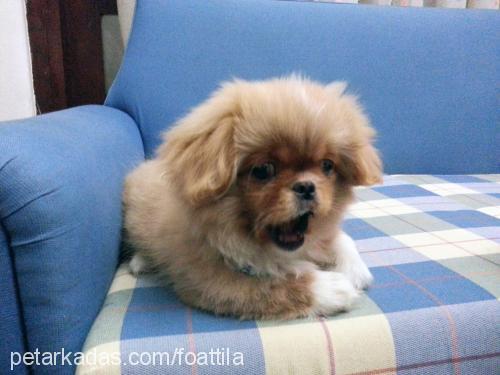 köpük Erkek Tibetli Spaniel