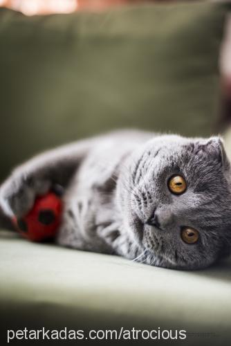 Şipşak Erkek Scottish Fold