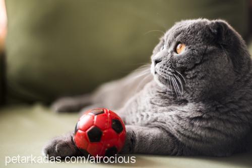 Şipşak Erkek Scottish Fold