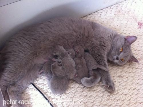 çakılthegrey Erkek British Shorthair