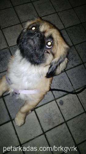 yaman Erkek Pekingese