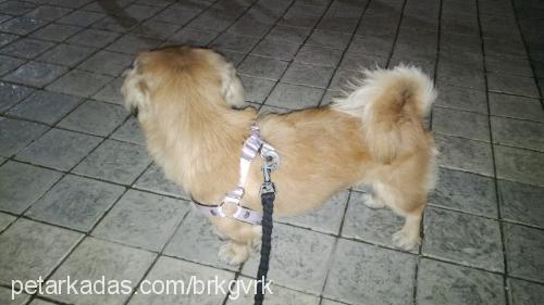 yaman Erkek Pekingese