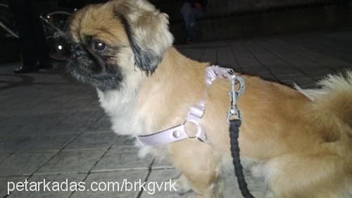 yaman Erkek Pekingese