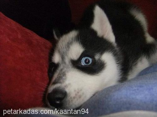 ares Erkek Sibirya Kurdu (Husky)