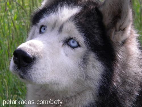 bety Dişi Sibirya Kurdu (Husky)