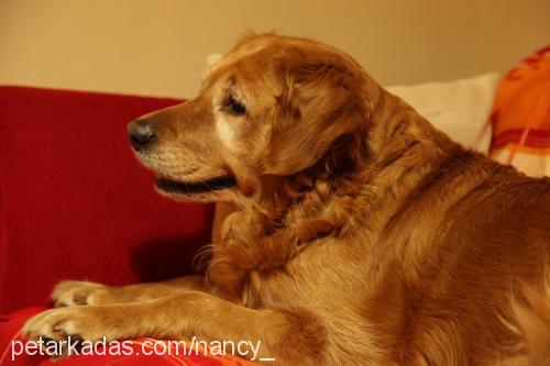 nancy Dişi Golden Retriever