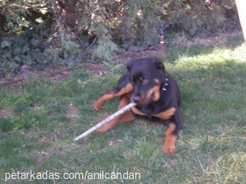 nova Dişi Rottweiler