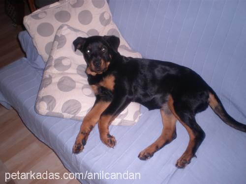 nova Dişi Rottweiler