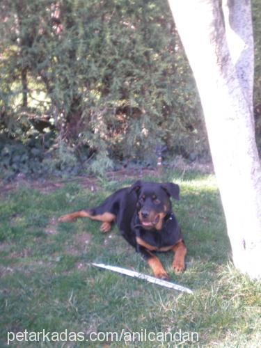 nova Dişi Rottweiler