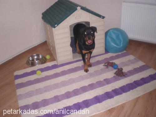 nova Dişi Rottweiler