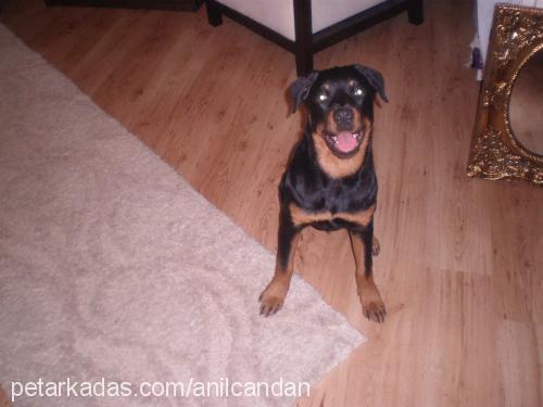 nova Dişi Rottweiler