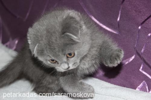 sara Dişi Scottish Fold