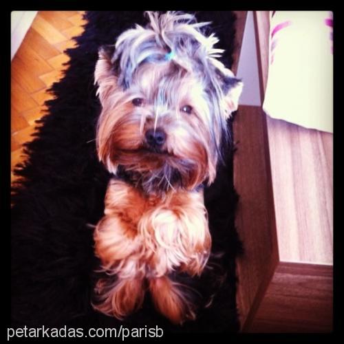 paris Dişi Yorkshire Terrier