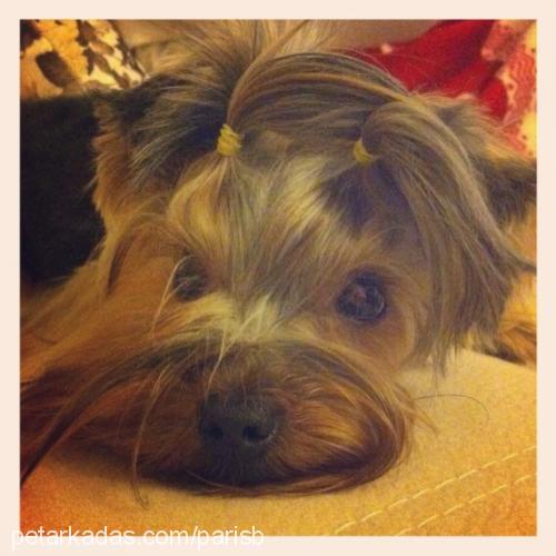 paris Dişi Yorkshire Terrier