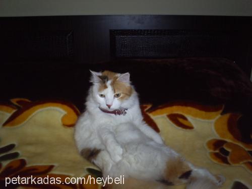 lokum Dişi Ankara Kedisi (Angora)