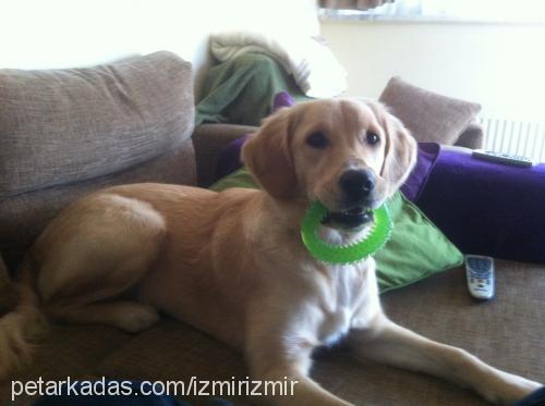 izmir Dişi Golden Retriever