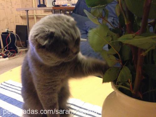 sara Dişi Scottish Fold