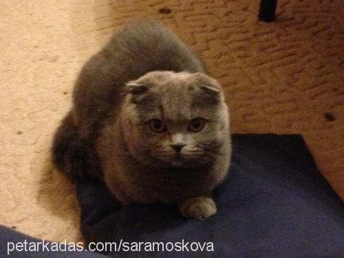 sara Dişi Scottish Fold