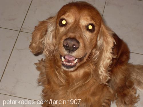 tarçın Erkek Amerikan Cocker Spaniel