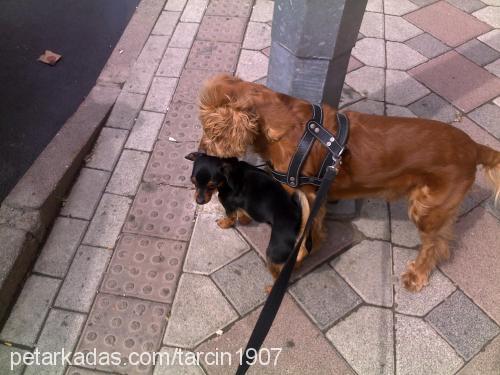 tarçın Erkek Amerikan Cocker Spaniel