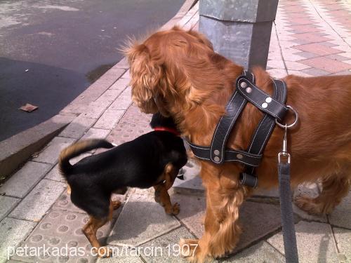 tarçın Erkek Amerikan Cocker Spaniel