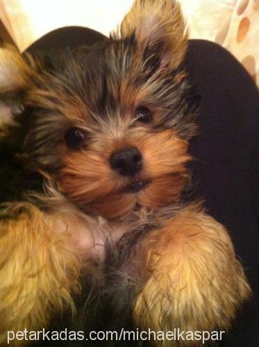 peanut Erkek Yorkshire Terrier