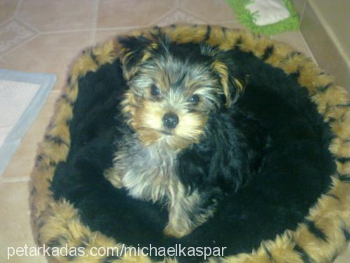 peanut Erkek Yorkshire Terrier