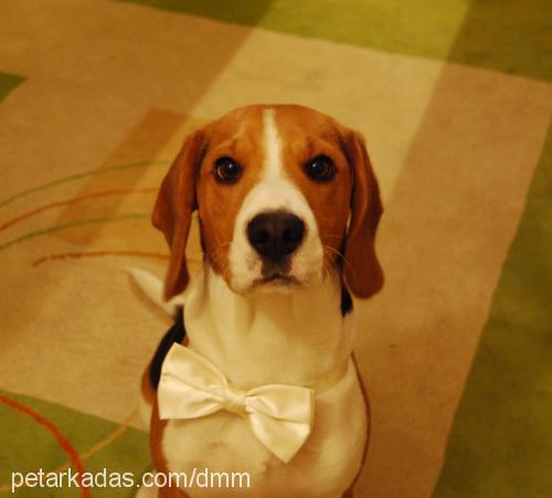 dexter Erkek Beagle