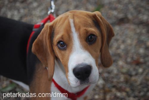 dexter Erkek Beagle