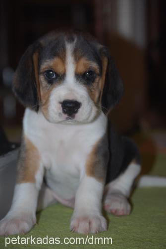 dexter Erkek Beagle